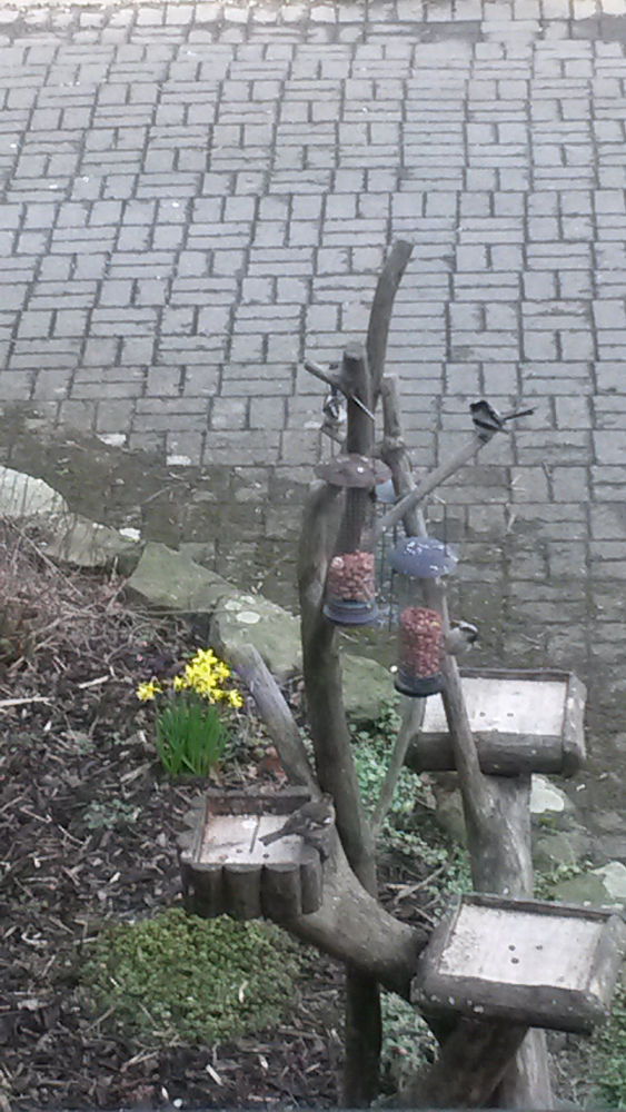 A view of three birds playing on a feeder